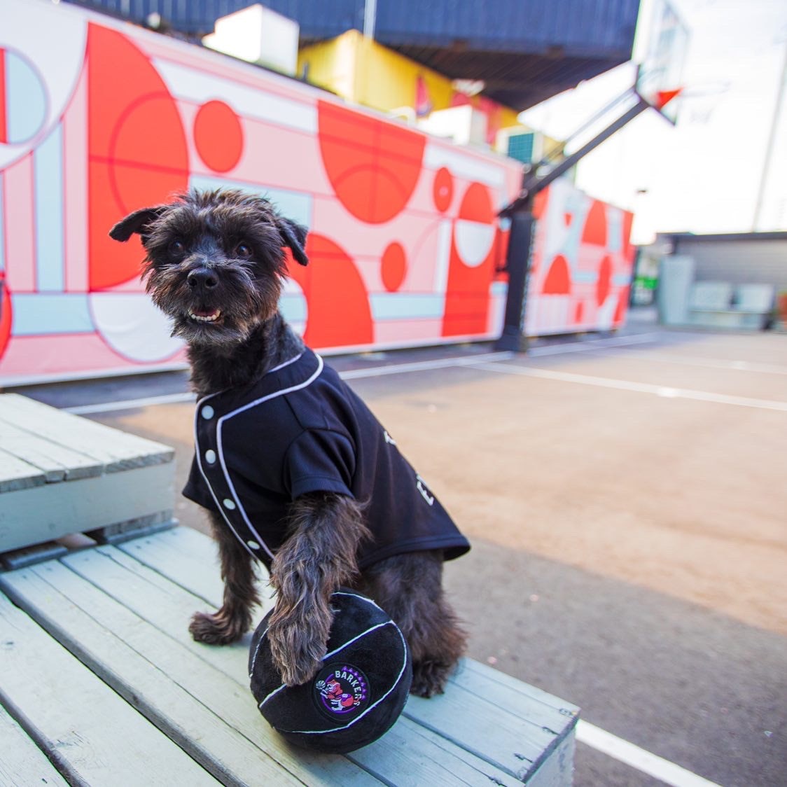 Toronto Barkers basketball plush squeaky dog toy, alternate view